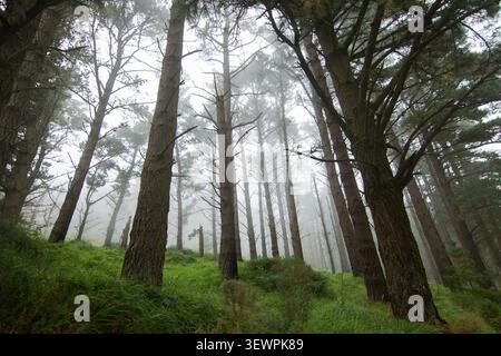 Misty Pinienwald Stockfoto