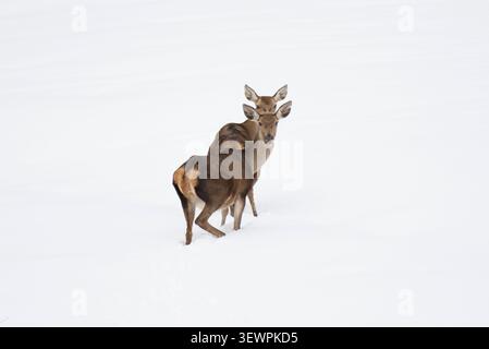 Rothirsch-Hindinnen im Schnee Stockfoto