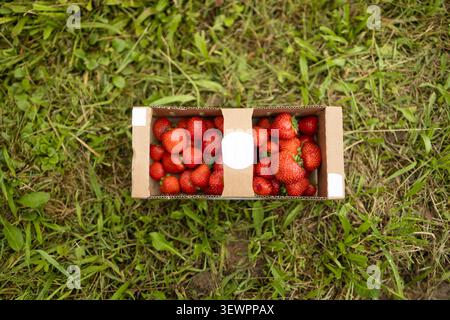 Draufsicht auf Karton gefüllt mit frischen Erdbeeren auf Gras Stockfoto