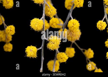 Mimosa horizontale Makronaht hellgelber Akazien-dealbata-Flusenkugeln, die auf dunkelschwarzem Hintergrund blühen Stockfoto