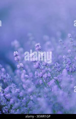 Eine vertikale Nahaufnahme mit zarten lila Lavendelblüten in weichem Fokus, mit viel Kopierraum im unscharfen Hintergrund für Design und Typografie. Stockfoto