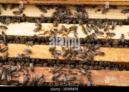 Honigbienen krabbeln bei der Bienenbestandskontrolle auf hölzernen Bienenenrahmen. Nahaufnahme einer aktiven Bienenkolonie in einem Bienenstock. Stockfoto