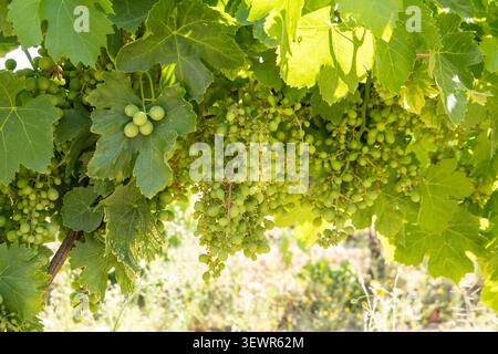 Grüne Trauben, die auf Reben im Weinberg wachsen Stockfoto