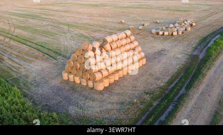 Viele Ballen von gepresstem trockenem Weizenstroh, in runde Rollen gezwirnt, auf dem Feld am Herbstsommerabend Morgen während der Sonnenuntergänge. Drohnenansicht aus der Luft. Konzept der landwirtschaftlichen Tätigkeiten, der Agrarindustrie Stockfoto