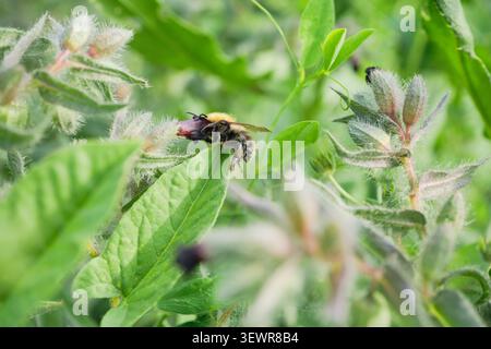 Hummel sammelt Nektar und Pollen aus violetten Blütenknospen in üppiger grüner Natur Stockfoto