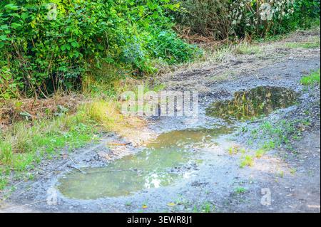 Ein kleiner Vogel steht neben einer schlammigen Pfütze auf einem trockenen, unbefestigten Pfad bei heißem Sommerwetter. Stockfoto