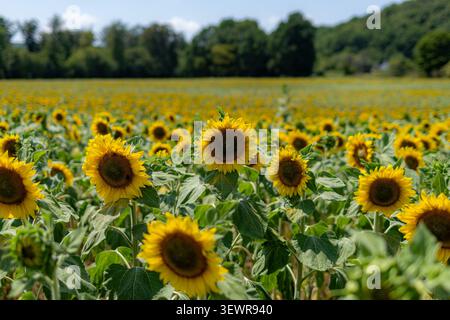 Junge Sonnenblumen blühen bei hellem Mittagslicht in Alsting, Frankreich. Die ersten blühenden Blüten der Saison in Elsaß-Lothringen Stockfoto
