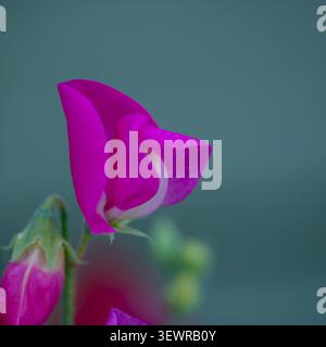 Schöne lila süße Erbsenblüten in Nahaufnahme. Stockfoto