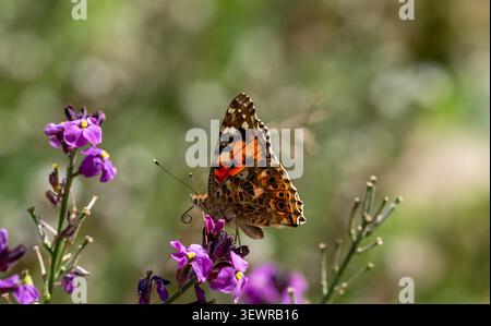 Wunderschön gemalter Lady-Schmetterling, der während der Hitzewelle im Garten auf Wandblumen zerzaust Stockfoto