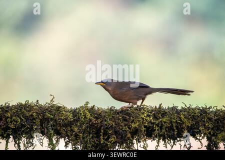Ein scharfes Seitenprofil von einem Rufous Babbler (Argya subrufa) mit seinem charakteristischen gelben Schnabel, grauem Kopf und warmem, rauhem Gefieder. Stockfoto