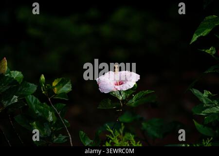 Elegantes Porträt einer rosa Hibiskusblüte im Nahaufnahme mit stimmungsvoller Beleuchtung Stockfoto