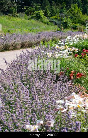 Blühender Lavendel wächst entlang einer bunten Blumengrenze in einem Gartengarten. Malerische Zierpflanzung mit Lavendel, Lilien und Gänseblümchen i Stockfoto