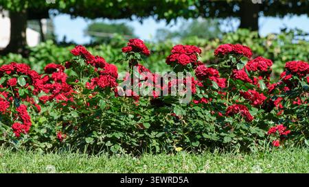 Schöne blühende rote Rosensträucher in einem angelegten Garten unter der hellen Sommersonne. Lebendige blühende Pflanzen mit üppigem Grün im Freien Stockfoto