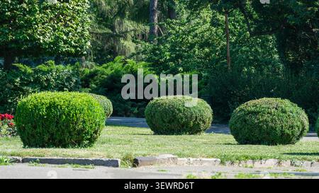 Ordentlich geschnittene Ziersträucher in einem landschaftlich gestalteten öffentlichen Park, umgeben von üppig grünen Bäumen und Rasen an einem sonnigen Sommertag. Gut gepflegtes städtisches Land Stockfoto
