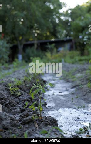 Junge Tomatenpflanzen-Keimlinge, die in feuchtem Gartenboden gedeihen und lebenswichtiges Wasser für die Entwicklung erhalten, symbolisieren Wachstum, Neuanfang und Susta Stockfoto