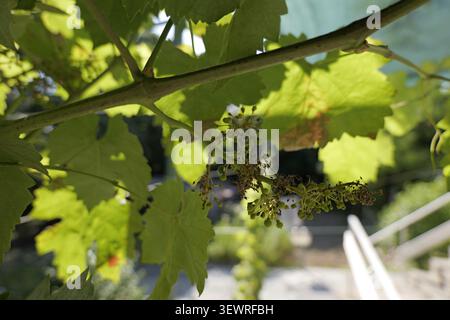 Weinrebe, die kleine Trauben und grüne Blätter im Sonnenlicht entwickeln, was die frühen Phasen des Fruchtwachstums und den landwirtschaftlichen Prozess für zukünftigen Wein zeigt Stockfoto