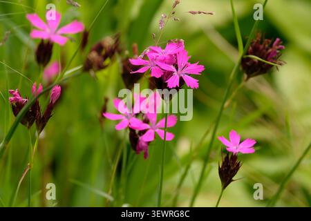 Dianthus carthusianorum, Kartäuserrosa, in Blüte. Stockfoto