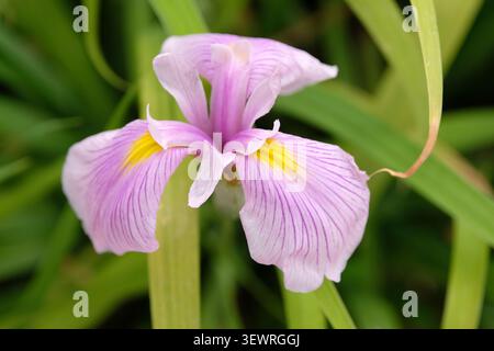 Sibirische Iris „rosa Dunst“ in Blüte. Stockfoto