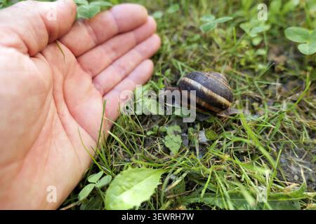 Menschliche Hand, die die relative Größe einer braunen Gartenschnecke zeigt, die langsam auf grünem Wildgras und Kleeblättern kriecht, was Maßstabskonzepte hervorhebt Stockfoto