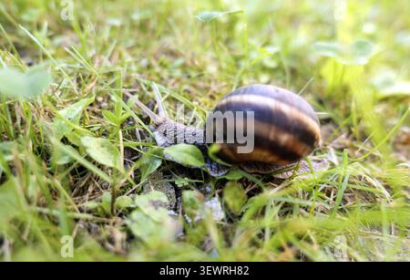 Schneckenschnecke zeigt ihre gestreifte Schale und ausgedehnte Augen auf den Stängeln, während sie sich bewusst über leuchtendes grünes Gras und Klee in einem Boden bewegt Stockfoto
