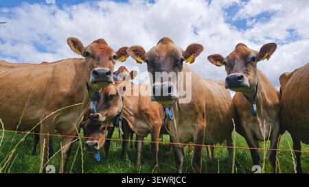 Mehrere neugierige Jersey-Milchkühe mit gelben Ohrmarken stehen dicht beieinander hinter einem elektrischen Zaun in einem üppig grünen Feld unter bewölktem Himmel. Stockfoto