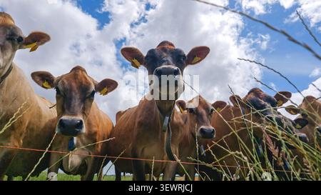 Eine Gruppe neugieriger Jersey-Milchkühe mit Ohrmarken wird aus nächster Nähe hinter einem Drahtzaun und hohem Gras vor einem hellblauen Himmel mit Wolken gesehen Stockfoto