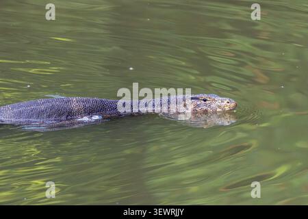 Ein asiatischer Wassermonitor (Varanus salvator) schwimmt mit Kopf und Hals über der Oberfläche eines ruhigen grünen Sees im Wachirabenchatat Park (Rotfai Pa) Stockfoto