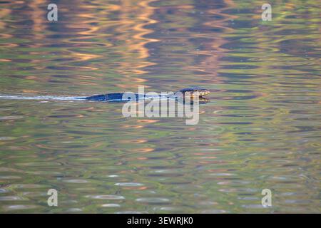 Im Wachirabenchatat Park (Rotfai Park), Bangk, schwimmt ein asiatischer Wassermonitor (Varanus salvator) über einen See, der von grünen und goldenen Reflexen glitzert Stockfoto