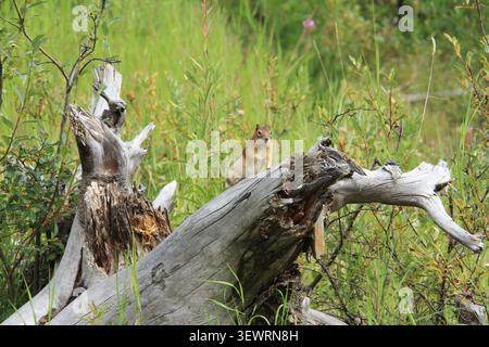 Chipmunk sitzt auf verwittertem, gefallenem Baumstamm auf einer grasbewachsenen Wiese im Banff National Park, Kanada. Die kanadische Wildnis der Rocky Mountains. Stockfoto