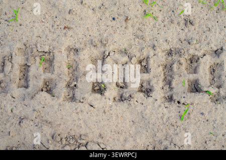 Reifenspurstruktur auf Sandhintergrund zeigt eine Draufsicht. Die tiefe Spurspur eines großen Traktorrads wird auf trockenem Boden mit losen Schmutzklumpen hinterlassen Stockfoto