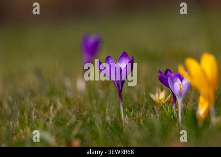 Violette und gelbe Krokusblüten öffnen sich auf einer Frühlingswiese Stockfoto