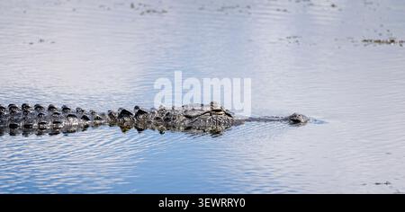 Nahaufnahme eines großen amerikanischen Alligators, der in den Feuchtgebieten am Lake Apopka, Florida, USA schwimmt Stockfoto