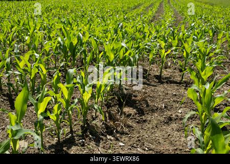 Reihen von kleinen Maissprossen auf einem landwirtschaftlichen Feld im Frühsommer Stockfoto
