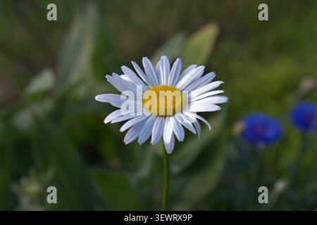 Nahaufnahme einer wunderschönen, einzelnen Ochsenaugen-Gänseblümchenblume mit weißen Blütenblättern und einem hellen gelben Zentrum. Makroaufnahme eines blühenden Gänseblümchens Stockfoto