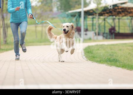 Glücklicher goldener Retriever, der mit dem Besitzer an der Leine läuft, während der Spaziergang im Freien auf gepflasterten Pfaden. Aktiver Hund, der gerne Sport treibt. Konzept der Tierpflege Stockfoto