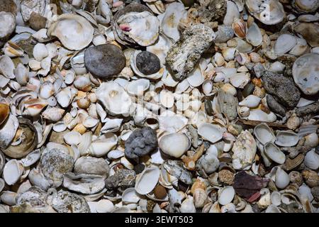 Nahaufnahme von leeren Muscheln in verschiedenen Größen, ohne Menschen Stockfoto