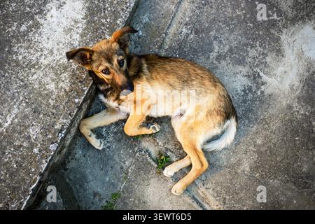 Ein dünner streunender Hund liegt auf rauem Stadtpflaster an einer Bordsteinkante und blickt mit vorsichtigen Augen nach oben; die Szene weckt Einsamkeit, Widerstandsfähigkeit und harte Re Stockfoto