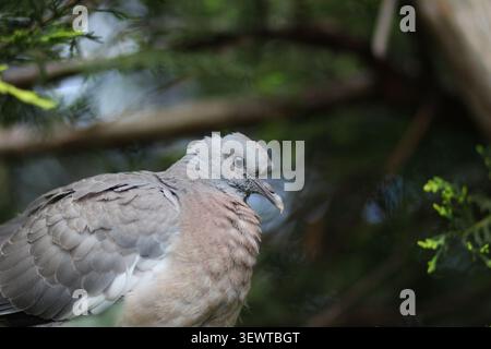 Eine junge Taube sitzt in einem Garten an einer Wand. Nahaufnahme, es ist flauschig und hat gerade erst das Nest in die weite Welt verlassen. Stockfoto