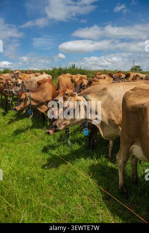 Eine überfüllte Gruppe hellbrauner Jersey-Milchkühe, die mit Nachlaufkragen unterwegs sind, weidet dicht beieinander auf einem üppig grünen Feld mit dickem Gras Stockfoto