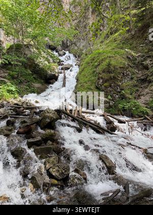 Ein fließender Gebirgsbach fällt über Felsen und Baumstämme, umgeben von üppiger grüner Vegetation in einem bewaldeten Gebiet Stockfoto