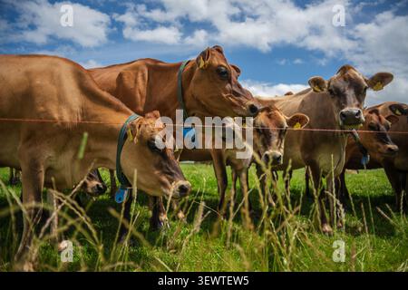 Eine Gruppe brauner Jersey-Milchkühe mit Halskragen stehen auf einer lebhaften grünen ländlichen Weide unter einem hellblauen Himmel mit weißen Wolken dicht beieinander Stockfoto