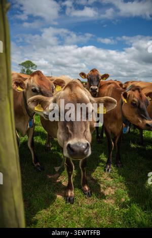 Mehrere neugierige Jersey-Milchkühe mit Ohrmarken und Kragen stehen auf einer bunt grünen Weide auf einer ländlichen Farm zusammen. Cornwall Vereinigtes Königreich Stockfoto