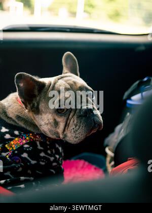 Graue French Bulldog-Kollegen vom Autositz. Trägt einen festlichen, gemusterten Pullover. Die Augen blicken durch ein verschwommenes Fenster. Der Innenraum des Fahrzeugs macht den Hintergrund weicher. Neugierig Stockfoto