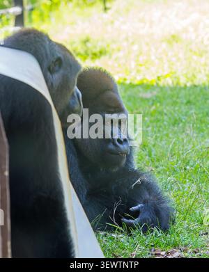 Silverback-Gorilla im westlichen Tiefland auf üppigem grünem Gras Stockfoto