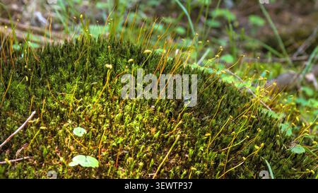 Eine Nahaufnahme aus dichtem Waldmoos mit winzigen gelben Sporenkapseln, die in einer feuchten Waldumgebung nach oben wachsen. Stockfoto