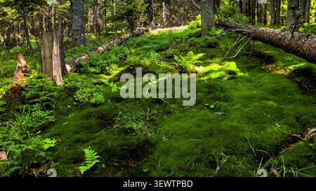 Ein sonnendurchfluteter Teil eines dichten Waldbodens, bedeckt mit sattem grünen Moos und Farnen, mit umgestürzten Baumstämmen, die im Schatten liegen. Stockfoto