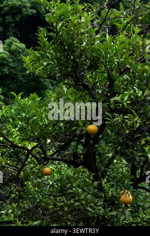 Reife gelbe Orangen wachsen auf einem Orangenzweig, umgeben von üppig grünem Laub Stockfoto