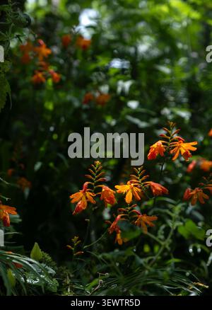 Leuchtend orange Krokosmieblumen blühen in einem üppig grünen Garten mit strahlendem Sonnenlicht Stockfoto