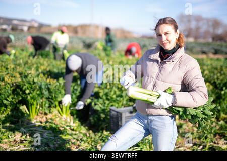 Porträt einer Gärtnerin auf Sellerieplantage Stockfoto