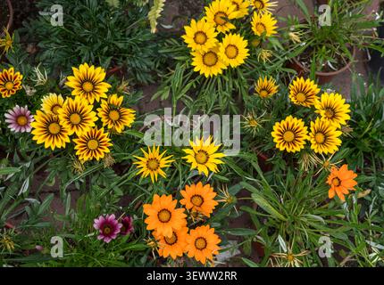 Verschiedene gelbe, orange und lila Blumen in Töpfen mit grünen Blättern, von oben in einem Garten betrachtet, schaffen eine farbenfrohe Blumenausstellung Stockfoto